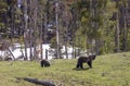 Grizzly Bear Sow and Cub in Yellowstone National Park Wyoming in Spring Royalty Free Stock Photo