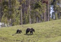 Grizzly Bear Sow and Cub in Yellowstone National Park in Spring Royalty Free Stock Photo