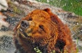 Grizzly bear splash. Royalty Free Stock Photo