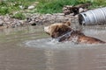 Grizzly Bear Splashing Water Royalty Free Stock Photo