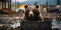 Grizzly Bear Spotted Foraging in Trash Can in Deadhorse, Alaska, USA. Concept Wildlife News, Animal Behavior, Environmental Impact