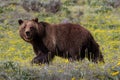 Grizzly Bear in Spring Meadow Royalty Free Stock Photo