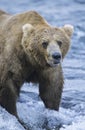 Grizzly bear standing in river