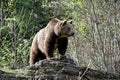 Grizzly bear standing on a rock