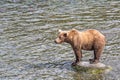 Grizzly bear stands on a rock in the river in Katmai, AK