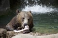 Grizzly Bear Staring at a Bone