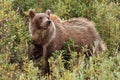 A grizzly bear stops to sniff the air Royalty Free Stock Photo