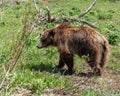 Grizzly bear sub-adult foraging along the side of Moose-Wilson Road