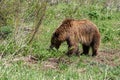 Grizzly bear sub-adult foraging along the side of Moose-Wilson Road