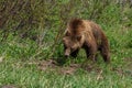 Grizzly bear sub-adult foraging along the side of Moose-Wilson Road