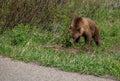 Grizzly bear sub-adult foraging along the side of Moose-Wilson Road