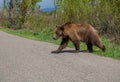 Grizzly bear sub-adult foraging and then crossing Moose-Wilson Road