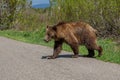 Grizzly bear sub-adult foraging along the side of Moose-Wilson Road