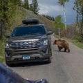 Grizzly bear sub-adult foraging along the side of Moose-Wilson Road Royalty Free Stock Photo