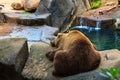 Grizzly Bear Taking a Nap