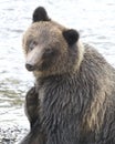 Grizzly bear tilts head and scratches an itch Royalty Free Stock Photo