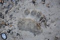 Grizzly Bear Track Wilderness Print Canadian Rocky Mountains