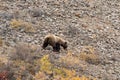 Grizzly Bear in Fall on the Alaska Tundra