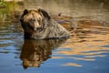 Grizzly Bear Ursus Arctos Horribilis Mirroring In The Water