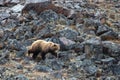 Light Brown Grizzly Bear [ursus arctos horribilis] picking his way through the rocks in Denali National Park in Alaska USA Royalty Free Stock Photo