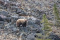 Light Brown Grizzly Bear [ursus arctos horribilis] picking his way through the rocks in Denali National Park in Alaska USA Royalty Free Stock Photo