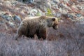 Grizzly Bear licking his lips in the mountain above the Savage River in Denali National Park in Alaska USA