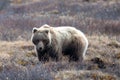 Light Brown Grizzly Bear [ursus arctos horribilis] foraging for food in Denali National Park in Alaska USA Royalty Free Stock Photo