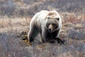 Light Brown Grizzly Bear [ursus arctos horribilis] foraging for food in Denali National Park in Alaska USA Royalty Free Stock Photo
