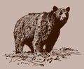 Grizzly bear ursus arctos horribilis standing on a rocky ground