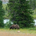 Grizzly Bear, Jasper national park, Canada Royalty Free Stock Photo