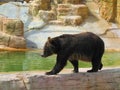 Grizzly Bear, Ursus Arctos Horribilis, In Winnipeg Zoo, Manitoba, Canada