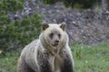 Grizzly Bear (Urus actors horribilis)