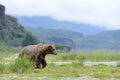 Grizzly Bear ( Urus arctos horribilis)