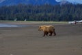 Brown Bear in Alaska Clark Lake National Park Royalty Free Stock Photo