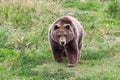 Grizzly Bear Walking With Intention