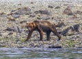 Grizzly bear walking on a sea shore in Glacier Bay National Park Royalty Free Stock Photo