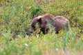 A grizzly bear walking through shrubs and grass Royalty Free Stock Photo