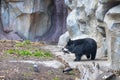 A grizzly bear walks among the gray rocks Royalty Free Stock Photo