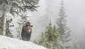 Bear Walks Toward Photographer