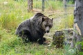 Grizzly bear in a wildlife cage on the mountains in North Vancouver, Canada ,BC