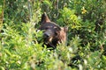 Grizzly bear (Ursus arctos horribilis), Glacier National Park, Montana, United States of America, North America