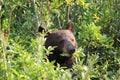 Grizzly bear (Ursus arctos horribilis), Glacier National Park, Montana, United States of America, North America