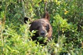 Grizzly bear (Ursus arctos horribilis), Glacier National Park, Montana, United States of America, North America