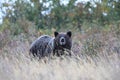 Grizzly bear (Ursus arctos horribilis), Glacier National Park, Montana, United States of America, North America