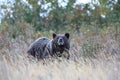 Grizzly bear (Ursus arctos horribilis), Glacier National Park, Montana, United States of America, North America