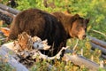 Grizzly Bear, Yellowstone National Park