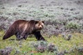 Grizzly bear Yellowstone National Park, WY