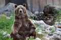 Grizzly Bear Yoga Pose