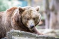 The Grizzly bear in a Zoo of Berlin, Germany