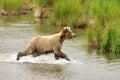 Grizzly bears Royalty Free Stock Photo